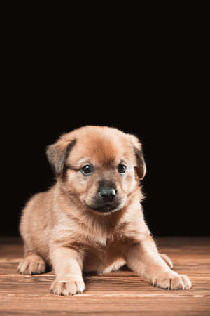 Cute puppy on a wooden table. Studio photo on a black background. Vertically framed shot.の写真素材