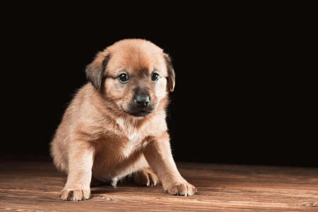 Cute puppy on a wooden table. Studio photo on a black background. Horizontally framed shot.の写真素材