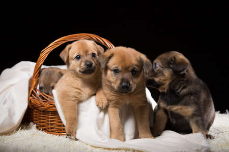 Group of puppies in a wicker basket on a white blanket. Studio photo on a black background. Horizontally framed shot.の写真素材