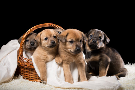 Group of puppies in a wicker basket on a white blanket. Studio photo on a black background. Horizontally framed shot.の写真素材