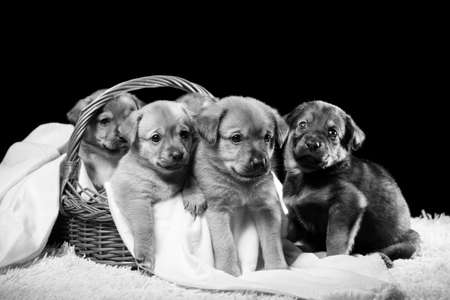Group of puppies in a wicker basket on a white blanket. Studio photo on a black background. Horizontally framed shot.の写真素材