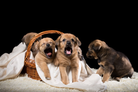 Group of puppies in a wicker basket on a white blanket. Studio photo on a black background. Horizontally framed shot.の写真素材