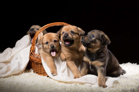 Group of puppies in a wicker basket on a white blanket. Studio photo on a black background. Horizontally framed shot.の写真素材