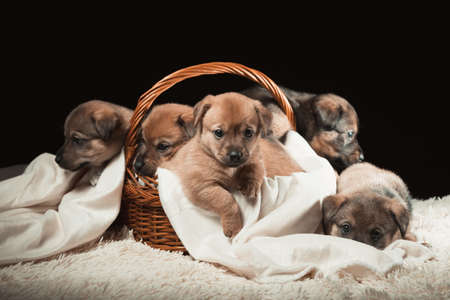 Group of puppies in a wicker basket on a white blanket. Studio photo on a black background. Horizontally framed shot.の写真素材