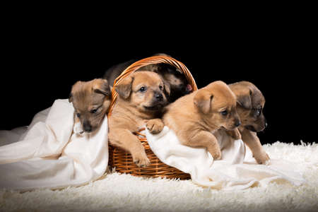 Group of puppies in a wicker basket on a white blanket. Studio photo on a black background. Horizontally framed shot.の写真素材