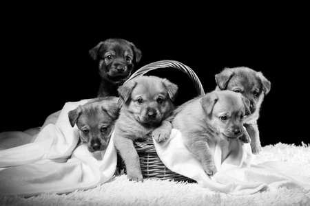 Group of puppies in a wicker basket on a white blanket. Studio photo on a black background. Horizontally framed shot.の写真素材