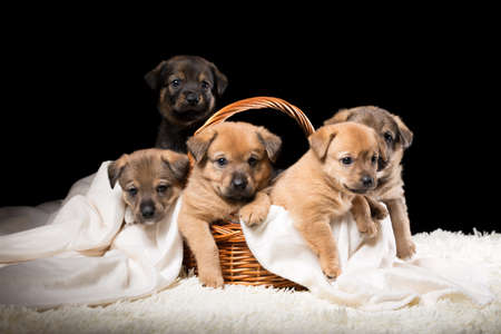 Group of puppies in a wicker basket on a white blanket. Studio photo on a black background. Horizontally framed shot.の写真素材