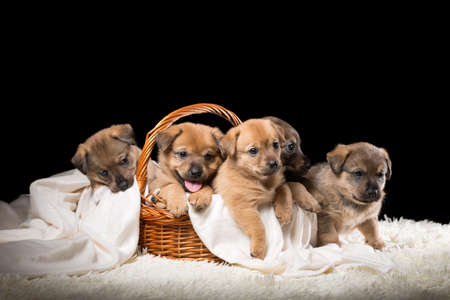 Group of puppies in a wicker basket on a white blanket. Studio photo on a black background. Horizontally framed shot.の写真素材