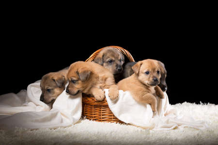 Group of puppies in a wicker basket on a white blanket. Studio photo on a black background. Horizontally framed shot.の写真素材