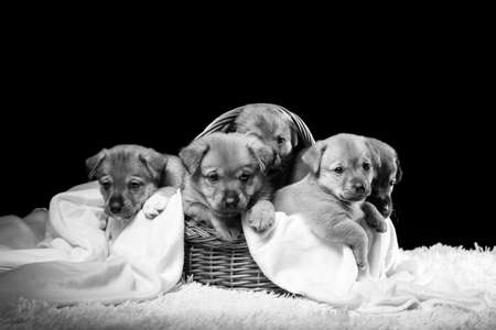Group of puppies in a wicker basket on a white blanket. Studio photo on a black background. Horizontally framed shot.の写真素材