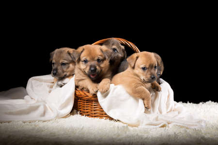 Group of puppies in a wicker basket on a white blanket. Studio photo on a black background. Horizontally framed shot.の写真素材