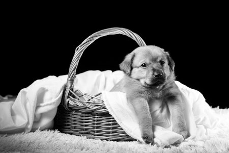 A beautiful puppy in a wicker basket on a white blanket. Studio photo on a black background. Horizontally framed shot.の写真素材