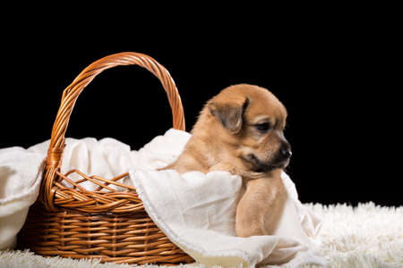A beautiful puppy in a wicker basket on a white blanket. Studio photo on a black background. Horizontally framed shot.の写真素材