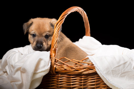 A beautiful puppy in a wicker basket on a white blanket. Studio photo on a black background. Horizontally framed shot.の写真素材