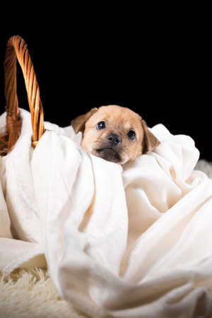 A beautiful puppy in a wicker basket on a white blanket. Studio photo on a black background. Vertically framed shot.の写真素材