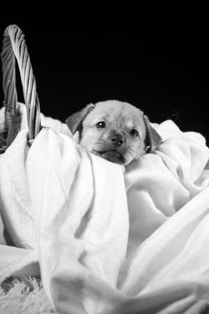 A beautiful puppy in a wicker basket on a white blanket. Studio photo on a black background. Vertically framed shot.の写真素材