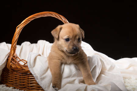 A beautiful puppy in a wicker basket on a white blanket. Studio photo on a black background. Horizontally framed shot.の写真素材