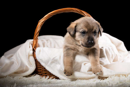 A beautiful puppy in a wicker basket on a white blanket. Studio photo on a black background. Horizontally framed shot.の写真素材