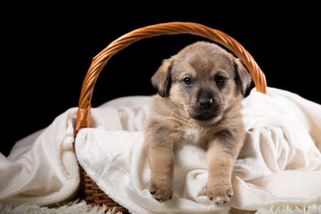 A beautiful puppy in a wicker basket on a white blanket. Studio photo on a black background. Horizontally framed shot.の写真素材