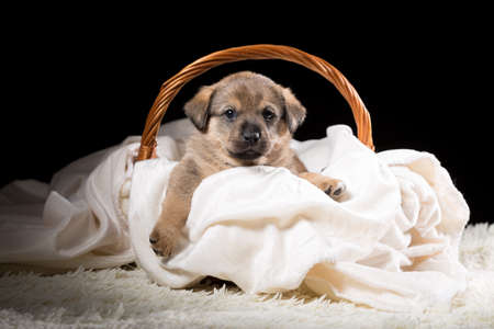 A beautiful puppy in a wicker basket on a white blanket. Studio photo on a black background. Horizontally framed shot.の写真素材