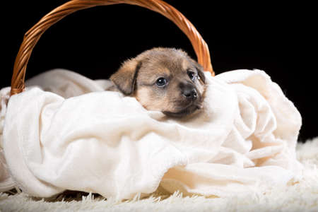 A beautiful puppy in a wicker basket on a white blanket. Studio photo on a black background. Horizontally framed shot.の写真素材