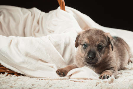 A beautiful puppy on a white blanket. Studio photo on a black background. Horizontally framed shot.の写真素材