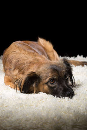 A beautiful dog on a white blanket. Studio photo on a black background. Vertically framed shot.の写真素材