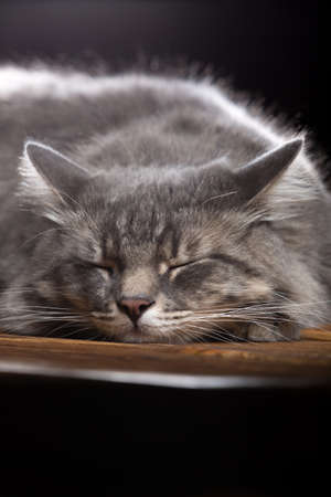 A beautiful purebred cat sleeps on a wooden table. Studio photo on a black background. Vertically framed shot.の写真素材