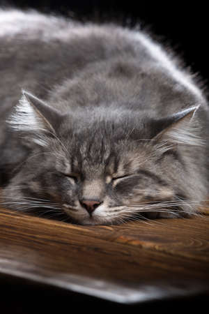 A beautiful purebred cat sleeps on a wooden table. Studio photo on a black background. Vertically framed shot.の写真素材