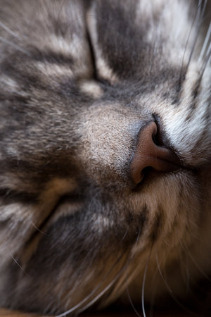 Portrait of a sleeping cat close up. Vertically framed shot.の写真素材