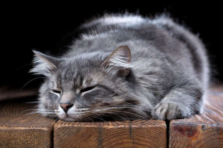 A beautiful purebred cat falls asleep on a wooden table. Studio photo on a black background. Horizontally framed shot.の写真素材