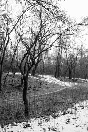 Trees in the park. Spring snow last winter.の写真素材