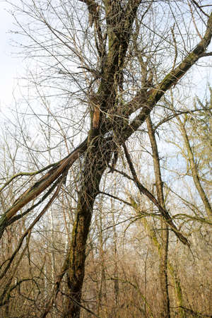 Bare tree branches against the sky.の写真素材