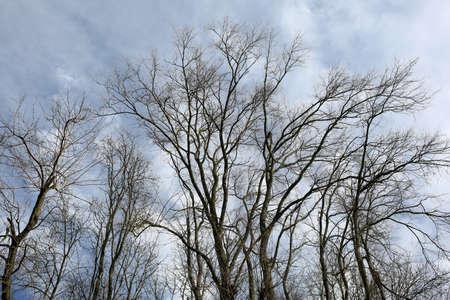 Bare tree branches against the sky.の写真素材