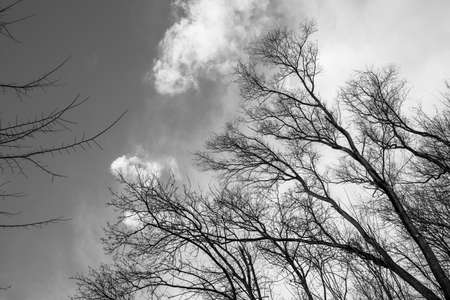 Bare tree branches against the sky.の写真素材