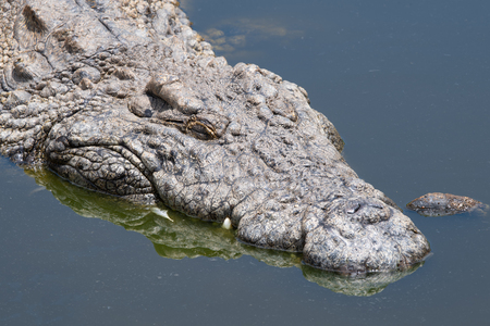 A Nile Crocodile, considered to be one of Africa's most efficient hunters and a dangerous predator.の写真素材