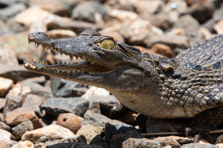 A young Nile Crocodile basks in the sun.の写真素材