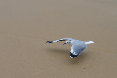 A grey-headed gull glides over the sand on the beach in Durban, South Africa.の写真素材