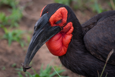 A Southern ground-hornbill with it sooty plumage and bright red face and throat in the Kruger National Park, South Africa.の写真素材