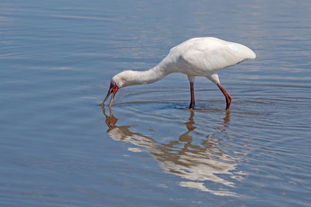 An African spoonbill hunts for fish and other small prey in Sunset Dam near Lower Sabie in Kruger National Park, South Africa.の写真素材