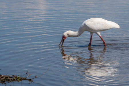 An African spoonbill hunts for fish and other small prey in Sunset Dam near Lower Sabie in Kruger National Park, South Africa.の写真素材