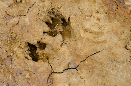 Dog footprints in a drying mud puddle make an intersting texture or background.の写真素材