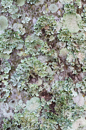 Different types of litchen growing on palm trees in Shakaskraal in South Africa create a beautiful micro world filled with delicate textures.の写真素材