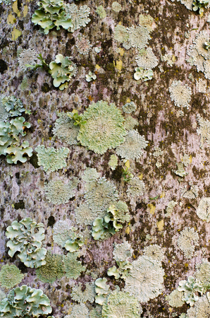 Different types of litchen growing on palm trees in Shakaskraal in South Africa create a beautiful micro world filled with delicate textures.の写真素材