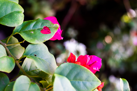 A heart is a symbol of love, happiness, freedom and well being.の写真素材