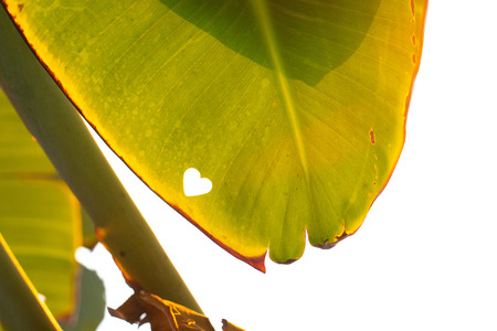 A heart is a symbol of love, happiness, freedom and well being.の写真素材