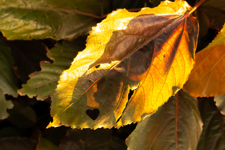 A heart is a symbol of love, happiness, freedom and well being.の写真素材