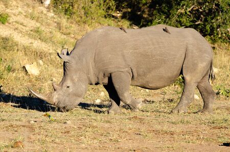 White rhinoceros (Ceratotherium simum) are earth's second-largest land mammals. Rhinos are endangered due to incessant poaching for their horns, which some people believe have medicinal properties.の写真素材