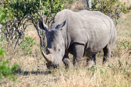 White rhinoceros (Ceratotherium simum) are earth's second-largest land mammals. Rhinos are endangered due to incessant poaching for their horns, which some people believe have medicinal properties.の写真素材