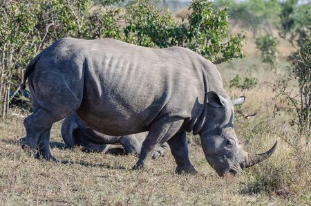 White rhinoceros (Ceratotherium simum) are earth's second-largest land mammals. Rhinos are endangered due to incessant poaching for their horns, which some people believe have medicinal properties.の写真素材